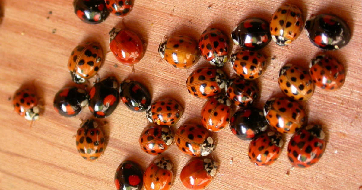 Du g notype au ph notype les motifs des coccinelles arlequins